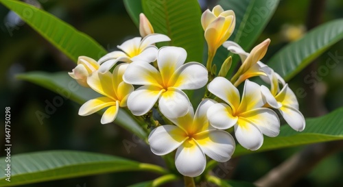 Close up of beautiful white and yellow plumeria flowers blooming in a tropical garden on a sunny day