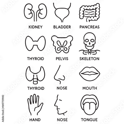 Medical organs line icon set vector
