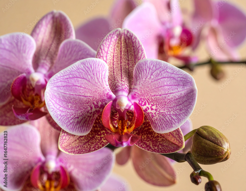 Obraz premium light pink orchid blossoms with subtle veining and speckled details is artfully arranged on a soft peach background. The flowers exhibit intricate orange and white centers, creating a sense of eleganc