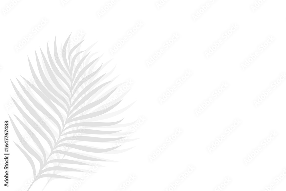 Obraz premium Leaf shadow, palm tree leaves shadow