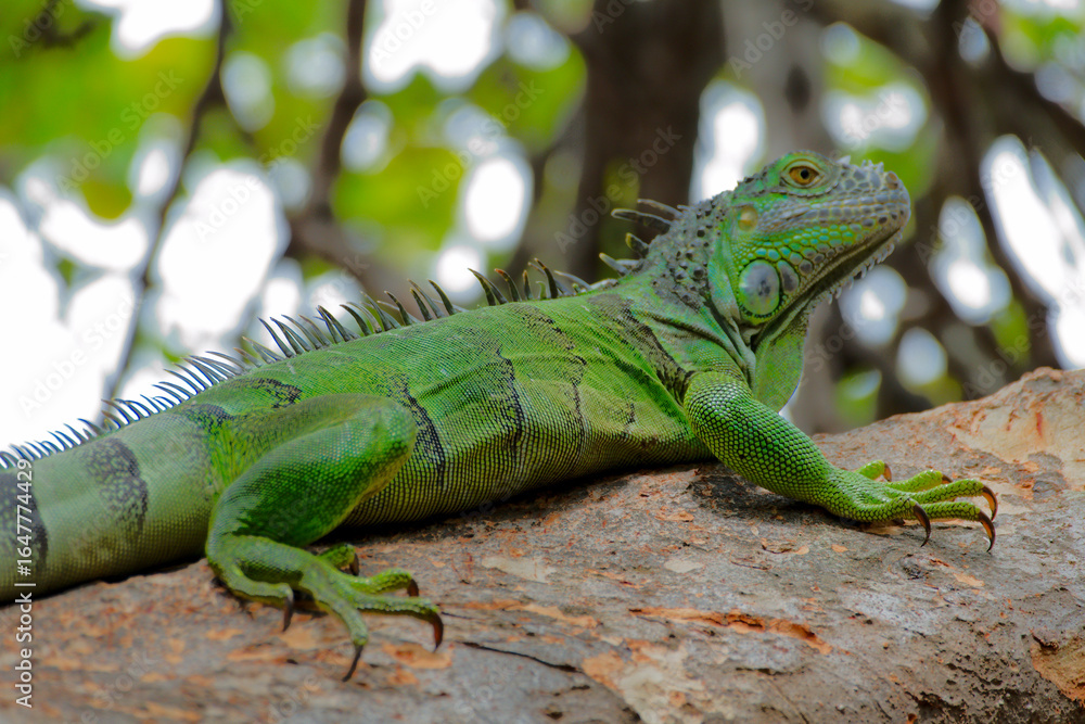 Fototapeta premium Iguana