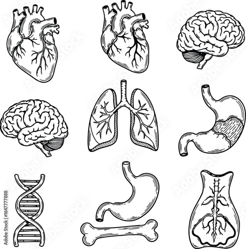 Vector art of collection of handdrawn anatomical illustrations including heart, brain, lungs, stomach, bone, and dna helix, isolated on white background