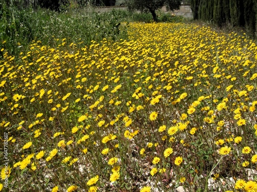 meadow of dandelions