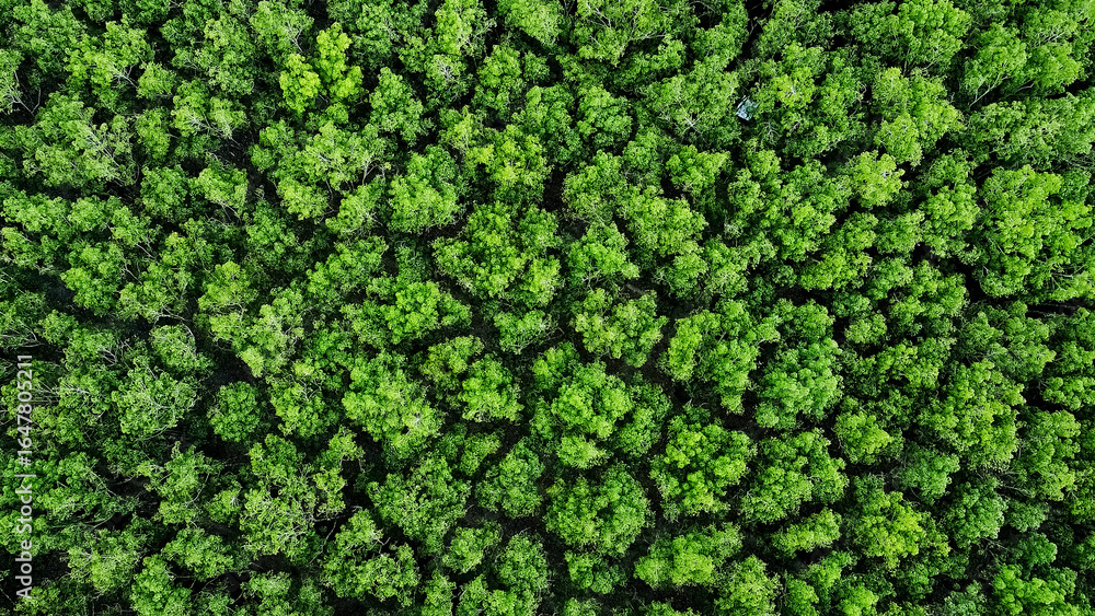 custom made wallpaper toronto digitalOverhead View of Lush Forest Canopy: A mesmerizing aerial perspective reveals a dense canopy of vibrant green trees, creating a textured tapestry of nature's beauty. 