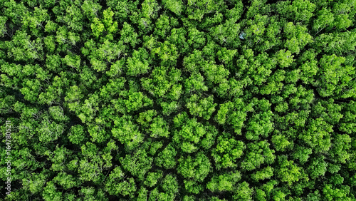 Wallpaper Mural Overhead View of Lush Forest Canopy: A mesmerizing aerial perspective reveals a dense canopy of vibrant green trees, creating a textured tapestry of nature's beauty.  Torontodigital.ca