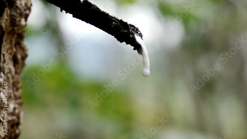 Wallpaper Mural Latex Extraction: A close-up of latex dripping from a rubber tree, showcasing the raw, natural essence of this valuable material, with vibrant detail and rich textures. Torontodigital.ca