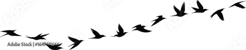 Flying bird silhouettes in formation, migratory birds vector illustration, nature wildlife design, freedom concept, flock of birds in clear sky