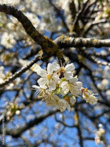 Beautiful white flowers in spring in nature