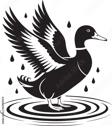 Black duck wings spread water ripples white