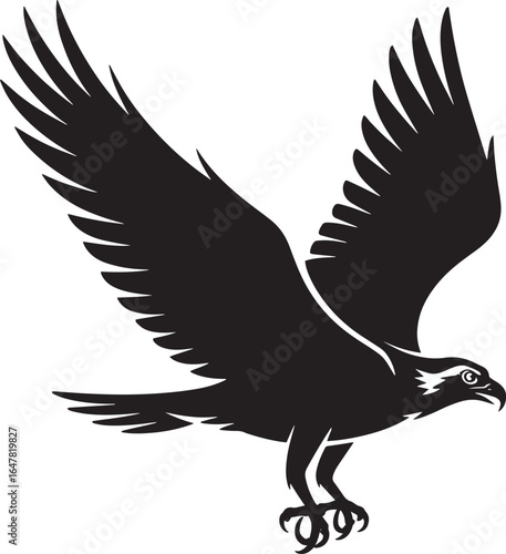 Black eagle soaring with wings spread wide bird flight