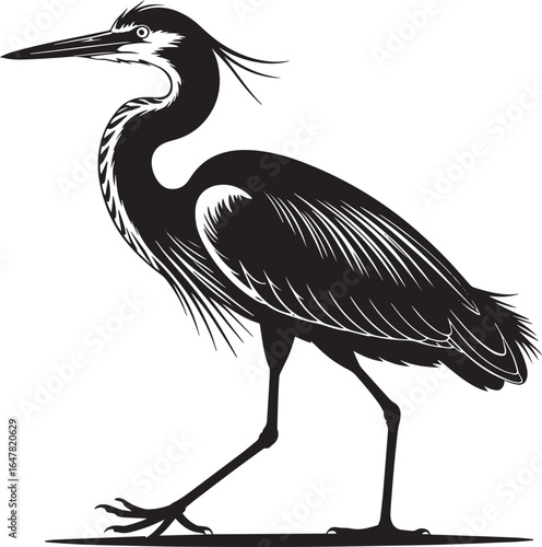 Black heron bird detailed feathers long beak wildlife nature