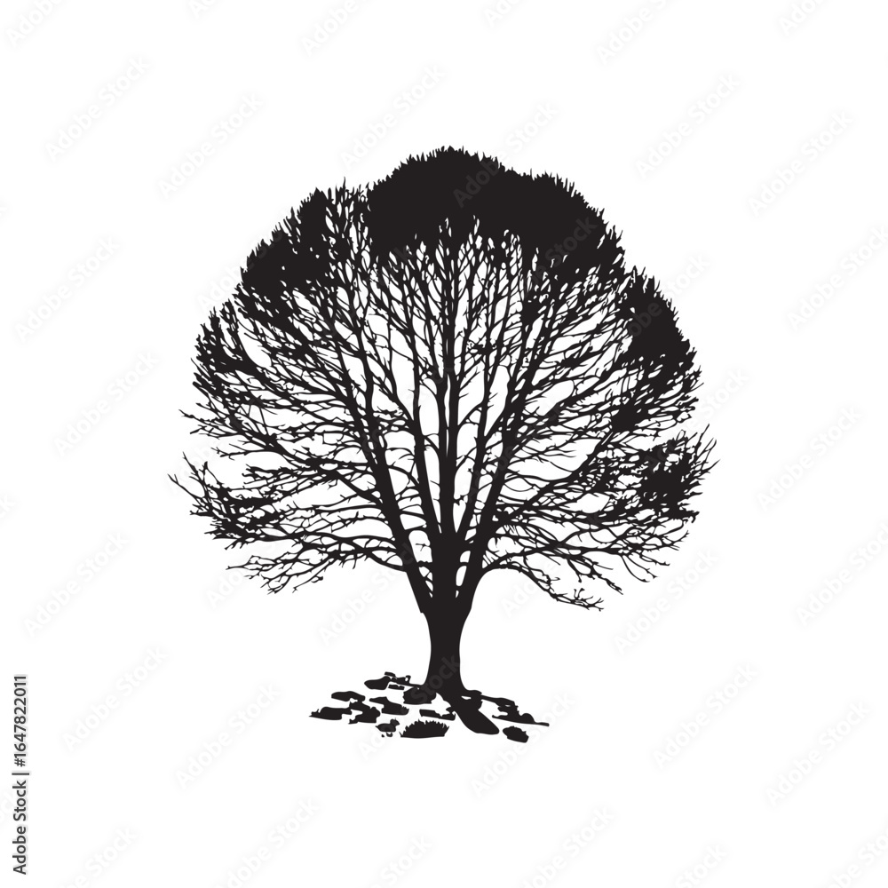 Fototapeta premium Aspen Tree Silhouette Vector Illustration on Crisp White Background.