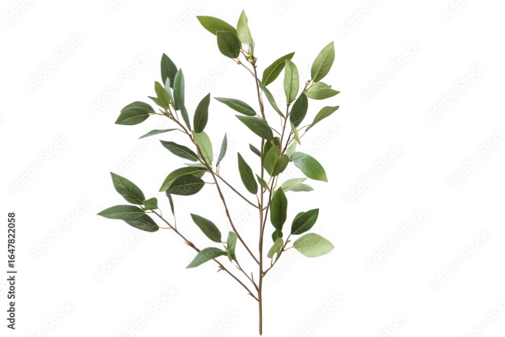 Fototapeta premium Green branch with leaves isolated on transparent background