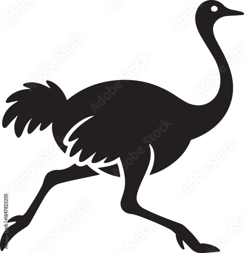Black ostrich running with long neck and feathered tail bird motion