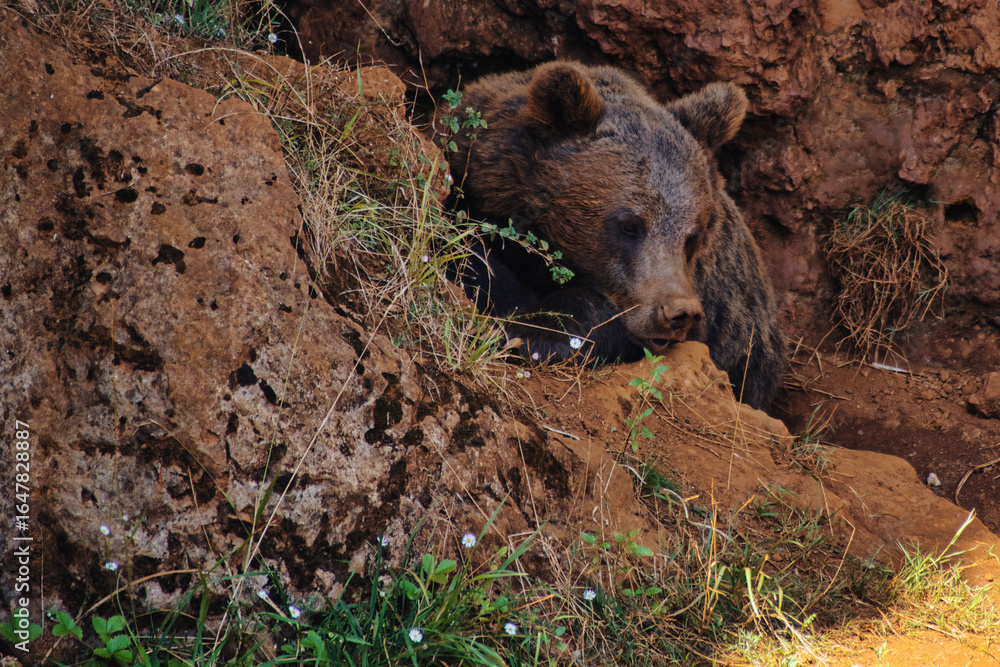 oso pardo oso pardo