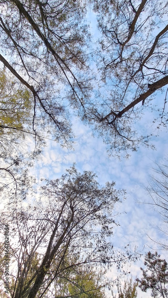 The crowns of tall trees, the branches of which create an openwork pattern against the background of a blue sky with light clouds. The crowns of tall trees, the branches of which create an openwork pattern against the background of a blue sky with light clouds.
