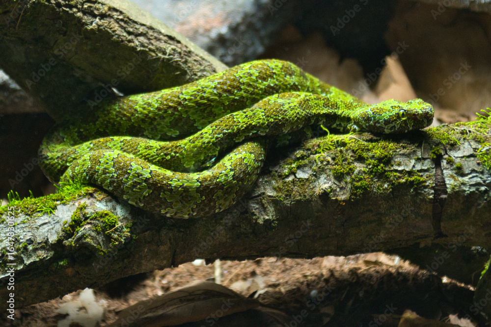 Obraz premium víbora occidental