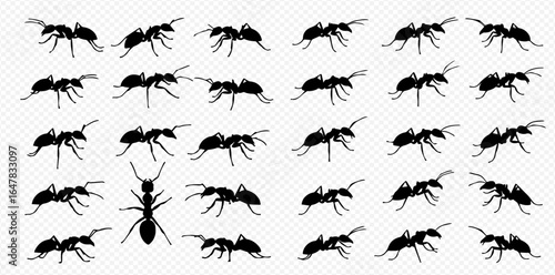A collection of black ant silhouettes in various poses and angles on a transparent background.