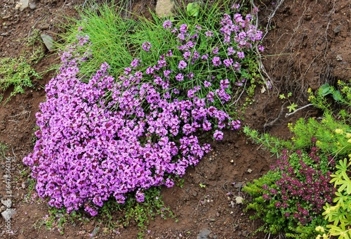 purple flowers in nature in iceland