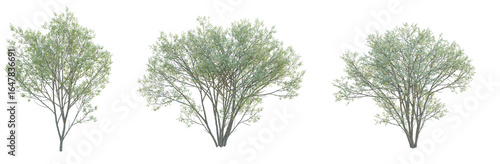 Canvastavla Amelanchier canadensis Tree cutout isolate on white background