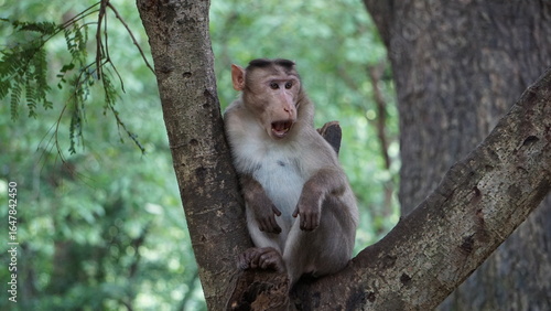 Photography Monkey on a tree