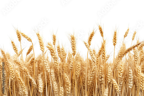 A golden field of wheat ready for harvest isolated on transparent background. Farm wheat crop landscape isolated PNG.