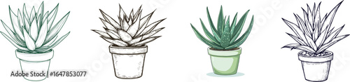 On a white background, an isolated line drawing of potted aloe designed for printing on banners and posters