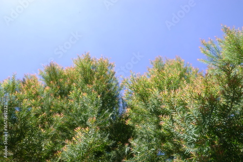 Melaleuca bracteata macro leaves small world	
