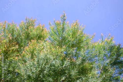 Melaleuca bracteata macro leaves small world	