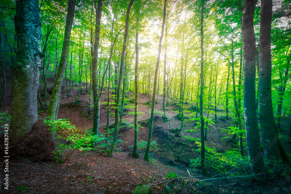 Obraz premium Forest and sun in Acquerino nature reserve. Tuscany region, Italy.