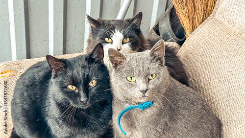 Fotografía Three adorable cats, one black, one gray, and one mixed color, relaxing together