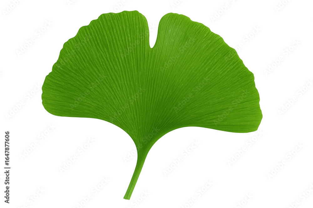 Fototapeta premium Green ginkgo leaf isolated on transparent background, highlighting its distinctive fan shape and vibrant color