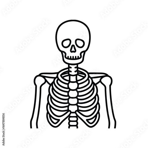 Minimalist Front View Line Drawing of Human Skeleton with Skull, Ribcage, and Upper Limbs in Black and White Outline Style