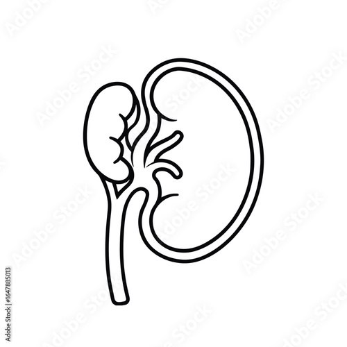 Minimalist Line Drawing of Human Kidney with Renal Pelvis, Calyces, and Ureter in Black and White Outline Style
