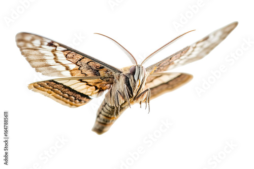 Close-up of a large moth with intricate wing patterns in mid-flight.