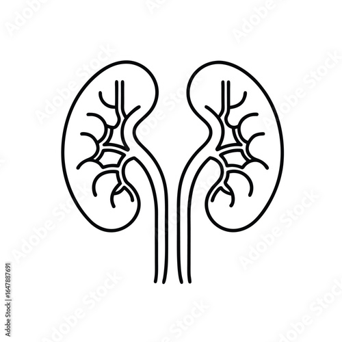 Anatomically Accurate Line Drawing of Two Human Kidneys with Renal Pelvis, Calyces, and Ureters in Black and White Outline Style