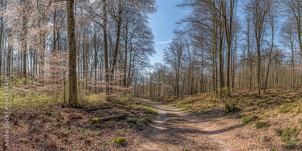 Springtime hiking path through beech forest near Leuven, Belgium Springtime hiking path through beech forest near Leuven, Belgium