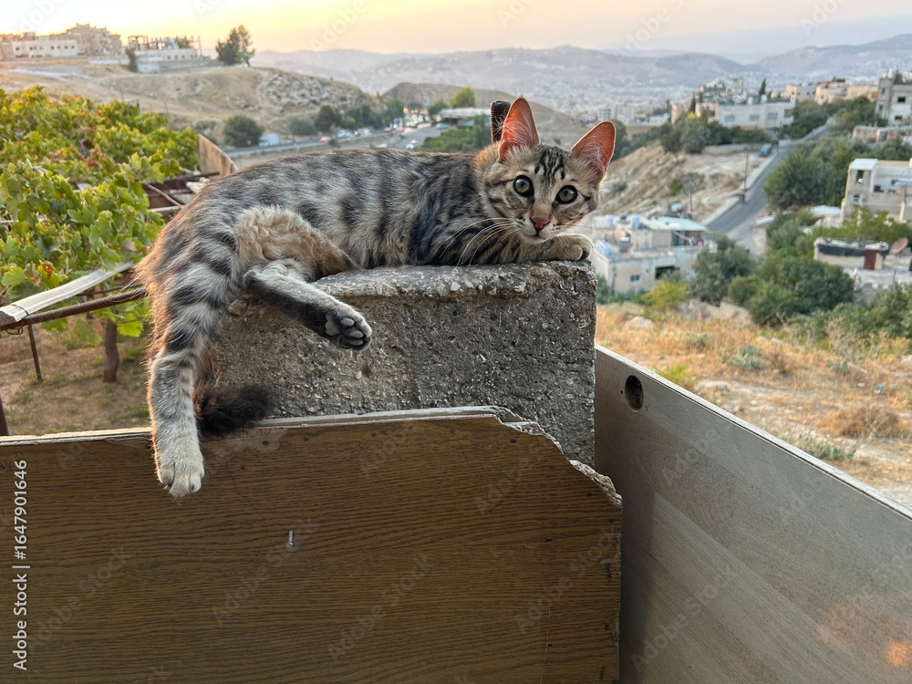 Samolepka A tabby cat sits outside in nature