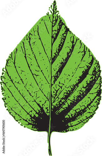 Green leaf with detailed texture in a simple style. Botanical vector illustration of isolated foliage.