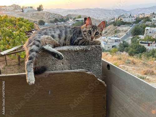 Canvas Print A tabby cat sits outside in nature