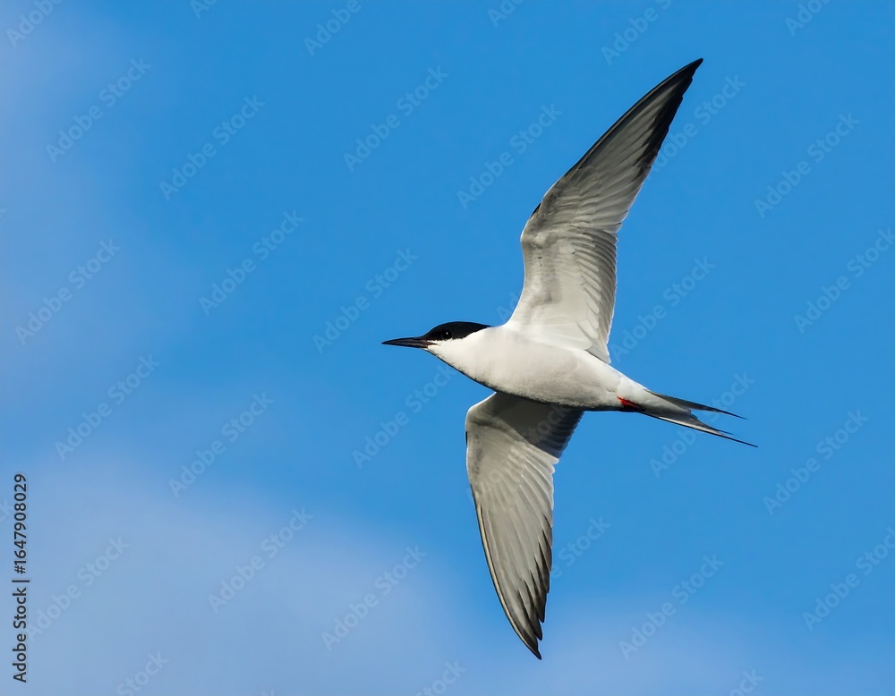 Fototapeta premium A bird in flight against a clear blue sky