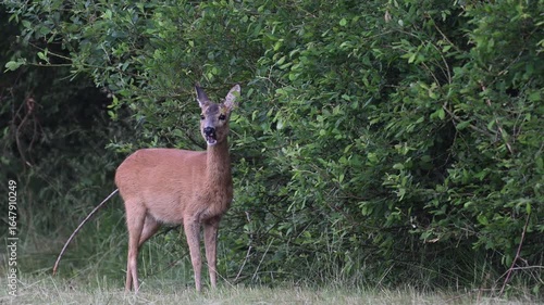 Roe deer stand on a moor meadow and eat leaves from a tree by a hedge, summer, north rhine westphalia, (capreolus capreolus), germany 