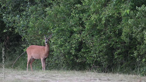 Roe deer stand on a moor meadow and eat leaves from a tree by a hedge, summer, north rhine westphalia, (capreolus capreolus), germany 