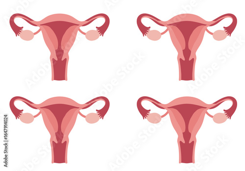 Understanding the Female Reproductive System and Its Vital Functions in Health and Wellness