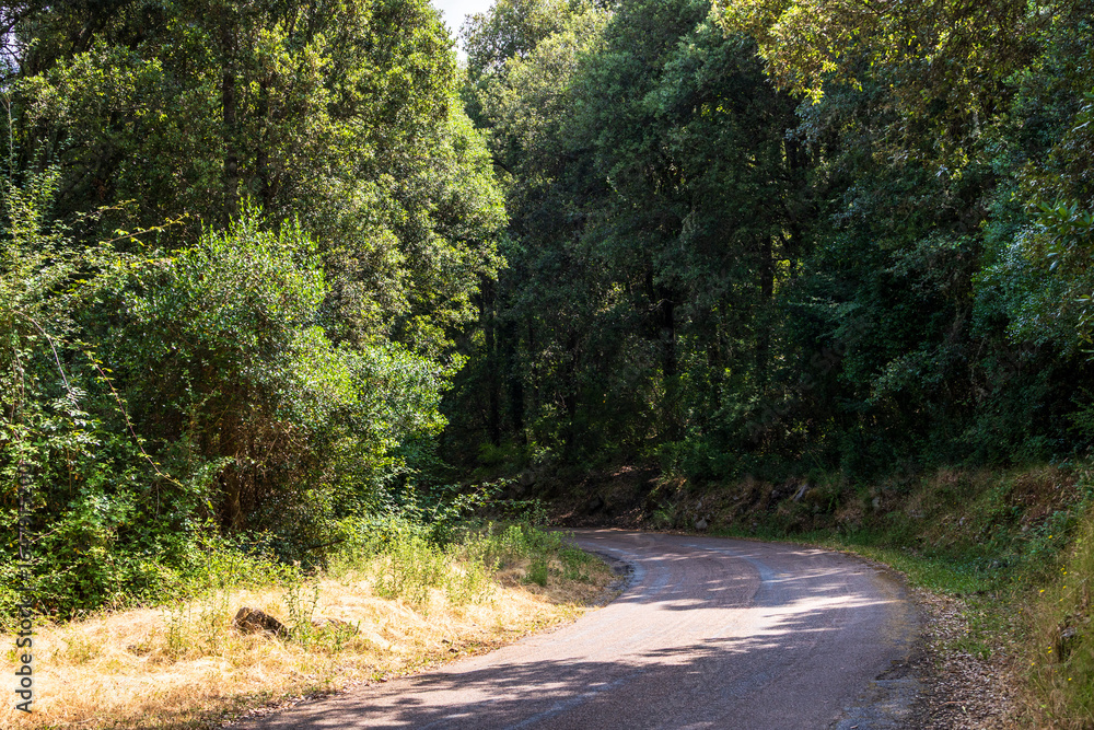 Fototapeta premium Curving road through dense forest in summer, Greece, Corfu, 17 June 2025