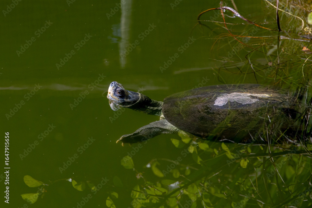 Obraz premium Freshwater turtle swimming with head above green water surface