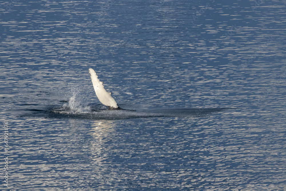 Fototapeta premium Whale in the Southern Ocean