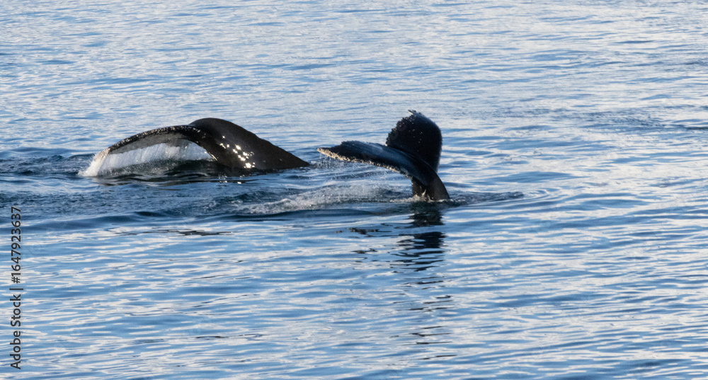Fototapeta premium Whale in the Southern Ocean