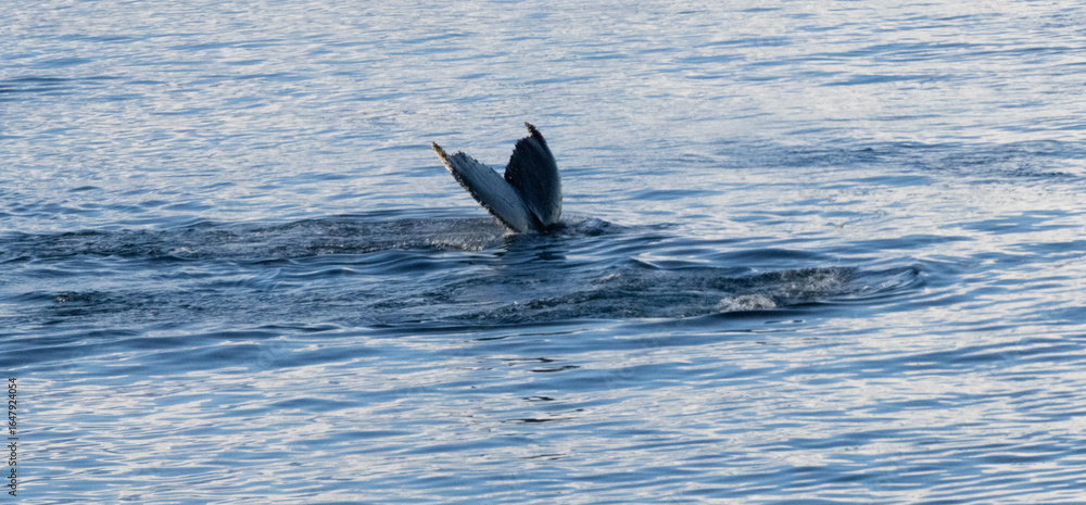 Fototapeta premium Whale in the Southern Ocean