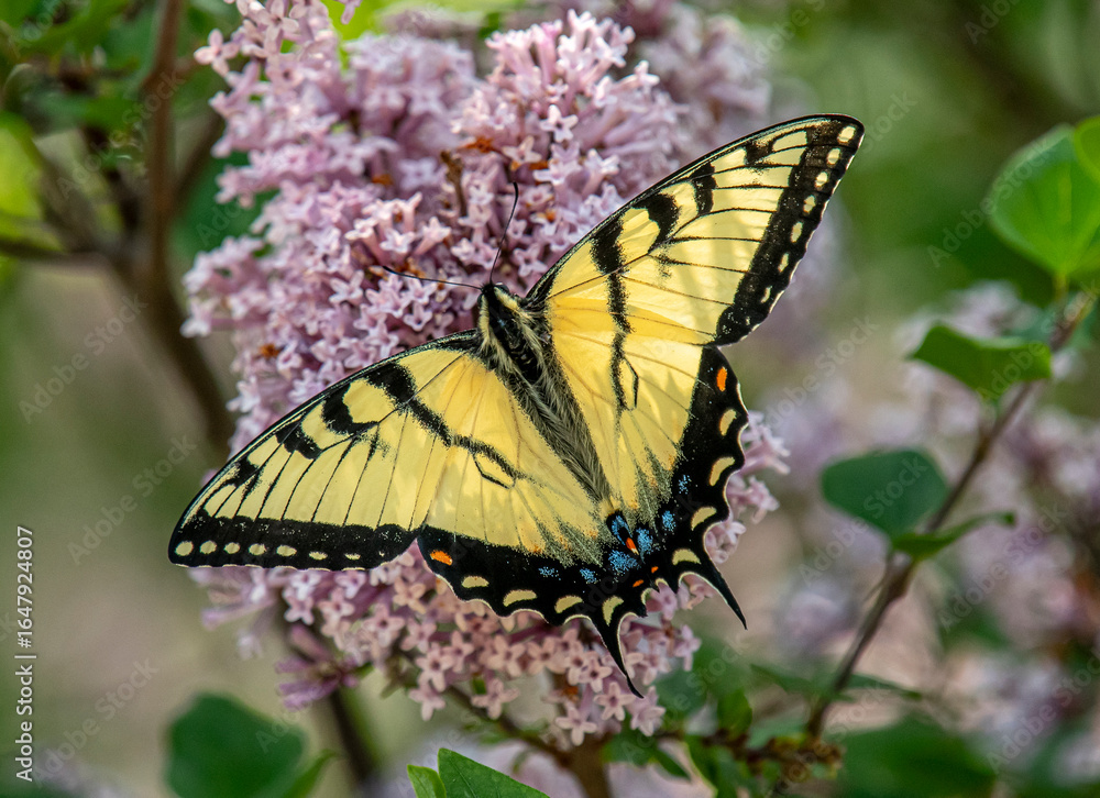 Fototapeta premium Eastern Tiger Swallowtail Butterfly